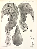 Upland Moa,illustration