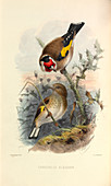 European Goldfinch,illustration