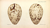 Great Auk Eggs,illustration