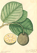 Artocarpus chaplasha,chapalish