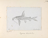 Hemidoras stenopeltis,catfish