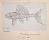 Catfish,illustration