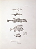 Darwin: Zoology of Voyage of the Beagle