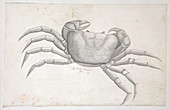 Land crab,illustration