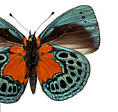 Asterope leprieuri,butterfly