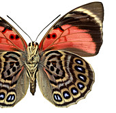 Agrias claudina,butterfly