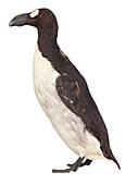 Great auk