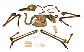 Burhinus grallarius skeleton