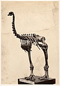 Heavy-footed moa