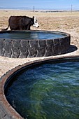 Cow and water trough,Colorado,USA
