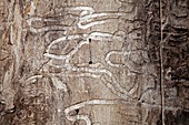 Emerald ash borer tracks on dead tree
