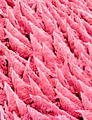 Tongue surface,SEM