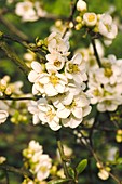 Japanese quince (Chaenomeles speciosa)