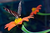 Zebra Longwing butterfly II