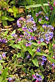 Blue cowslip (Pulmonaria angustifolia)