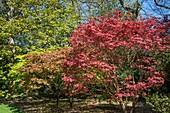 Acer palmatum 'Ashurst Wood'