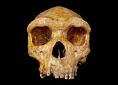 Broken Hill skull,Homo heidelbergensis