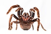 Eastern tarantula,spider venom research