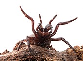 Funnel web spider,venom research