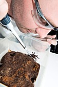 Funnel web spider,venom research