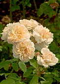Rosa 'The Lady' flowers