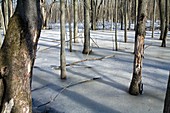 Wetlands in winter,USA