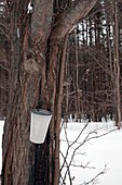 Sap collection from maple tree