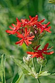 Brilliant campion (Lychnis fulgens)