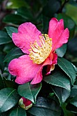 Japanese camellia (Camelia japonica)