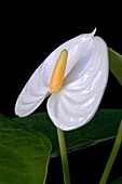 Flamingo flower (Anthurium andraeanum)