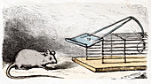 Mouse and mouse trap,illustration