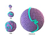 Lipoproteins,illustration