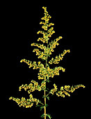 Sweet wormwood (Artemisia annua)