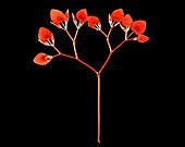 Painted lead begonia (Begonia picta)