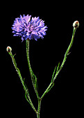 Cornflower (Centaurea cyanus)