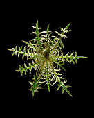 Spear thistle (Cirsium vulgare)