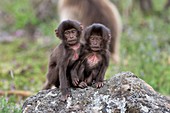 Young Geladas at play