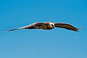 Adult Bearded Vulture in Flight