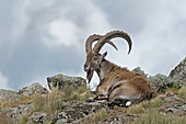 Male Wahlia Ibex in the Simien Mountains