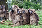 Troop of Gelada baboons huddled together