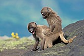 Young Gelada in dominance display
