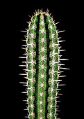 Polaskia chichipe cactus