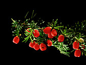 English yew (Taxus baccata) berries