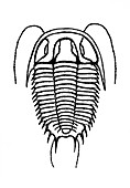 Trilobite,illustration