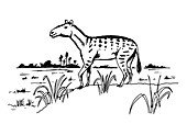 Mesohippus prehistoric horse,artwork