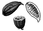 Cocoa pods,19th-century illustration