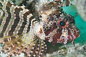 Portrait of a shortfin lionfish