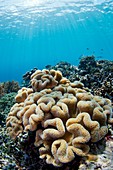Mushroom coral growing on healthy reef