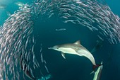 Dolphins hunting sardines