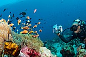 Diver photographing anemonefish